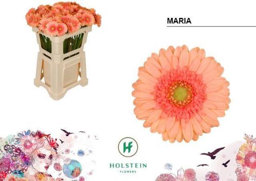 Gerbera mini 'Maria'