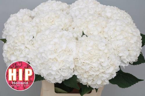 Hydrangea macrophylla 'Cannonball'