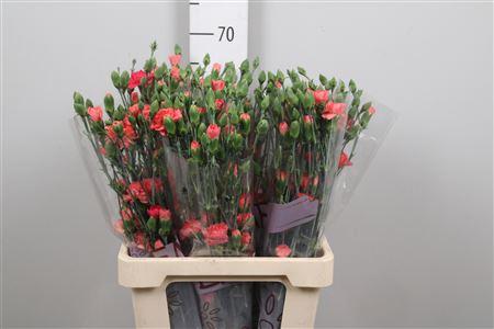 Dianthus Orange Amelie