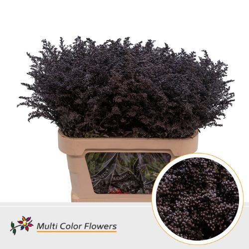 Solidago kleurbehandeld H%