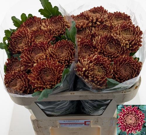 Chrysanthemum (Indicum Grp) geplozen 'Ankara Red'