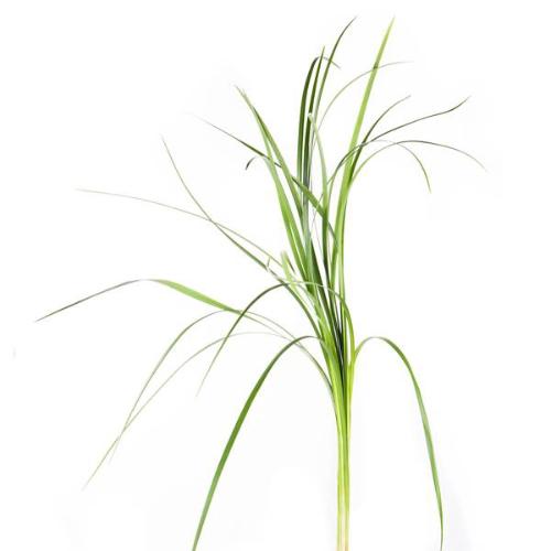 Decoratiegroen overig per bos