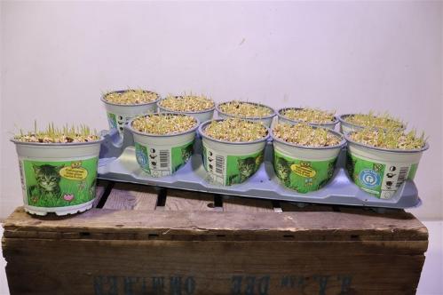 Hordeum sp. Kattegras