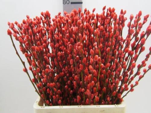 Salix kleurbehandeld H%