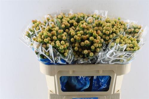 Hypericum Coco Gelato