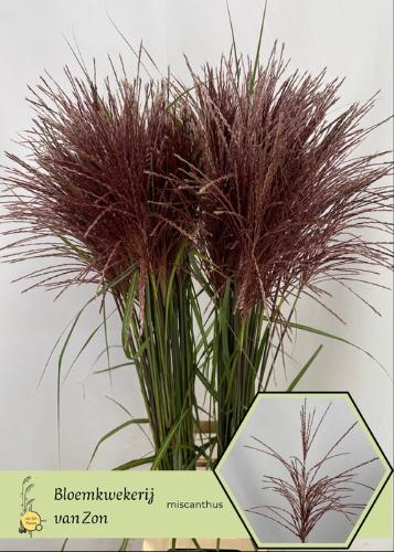 Miscanthus 'Rotfeder'