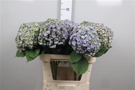 Hydrangea macrophylla Beautensia Luxor classic)
