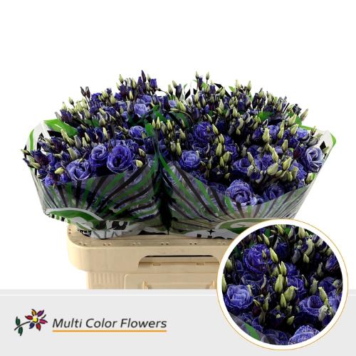 Eustoma russellianum enkel kleurbehandeld H%