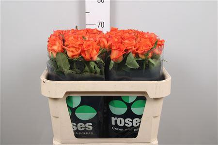 Rosa grootbloemig Naranga