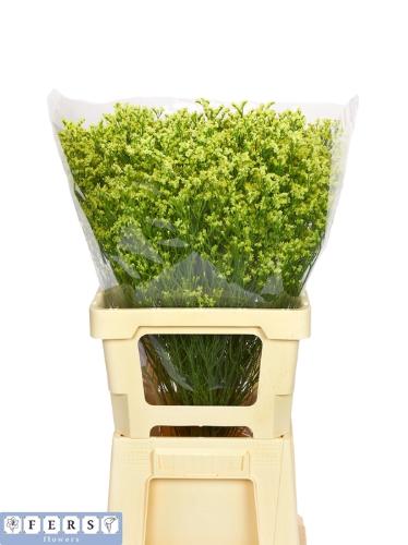 Limonium sinense Cyrus Diamond