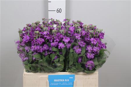 Matthiola incana 'Mathilda Lavender'