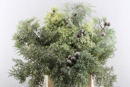 Cupressus arizonica