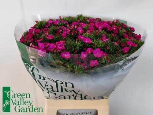 Dianthus barbatus 'Amazon Neon Purple'