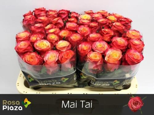 Rosa grootbloemig Mai Tai