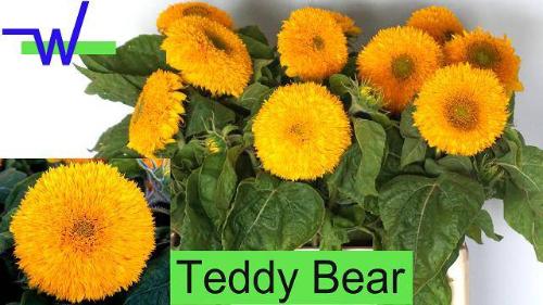 Helianthus annuus 'Teddy Bear'