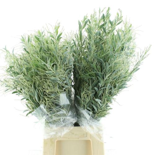 Acacia x hamburyana bloeiend per bos