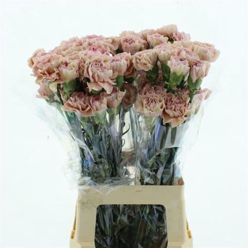 Dianthus standaard Creola