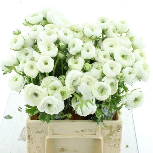 Ranunculus asiaticus Succes Firenze