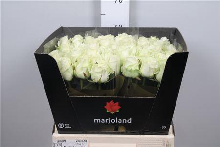 Rosa grootbloemig Dolomiti