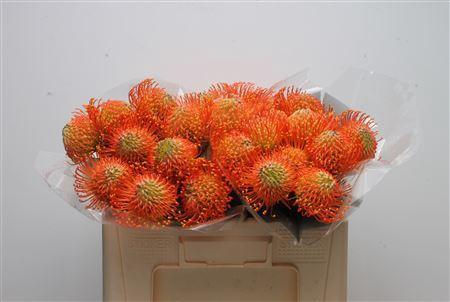 Leucospermum cordifolium 'Neena'