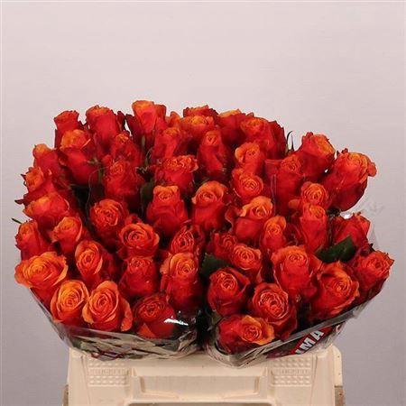 Rosa grootbloemig Espa