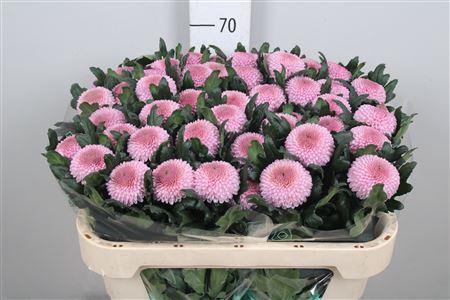 Chrysanthemum Indicum Grp geplozen Momoko