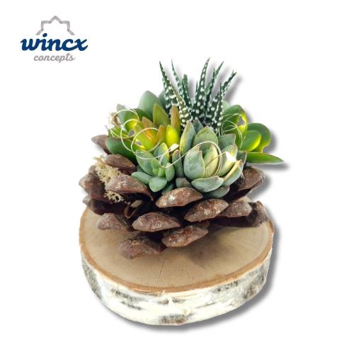 Succulenten gemengd per bos