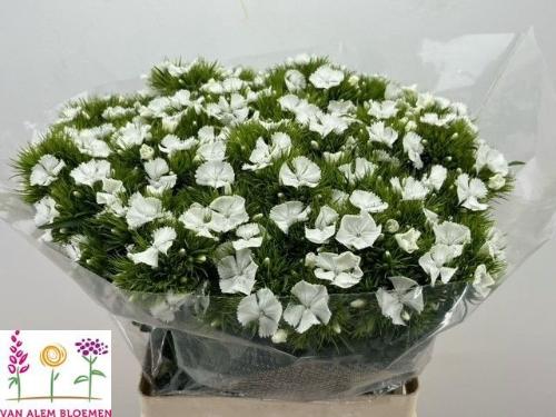 Dianthus barbatus 'Sweet Will White'