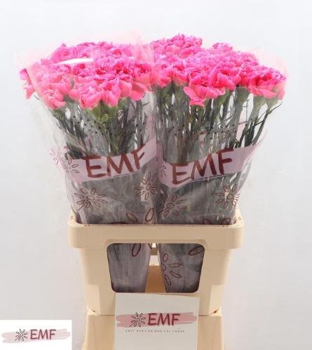 Dianthus standaard Cherry Damascus+