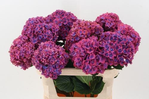 Hydrangea macrophylla 'Amber'