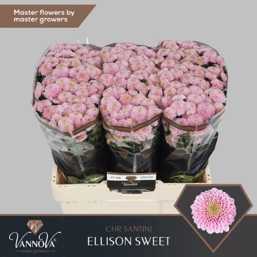 Chrysanthemum (Indicum Grp) tros santini Ellison Sweet