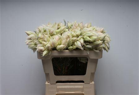Serruria florida Pretty N White