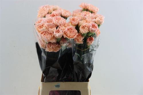 Dianthus standaard Peachy Mambo