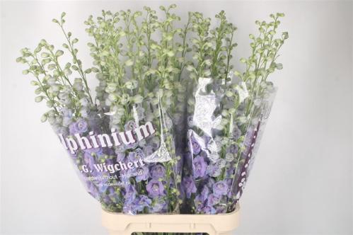 Delphinium dubbelbloemig (Elatum Grp) Dewi Zofia
