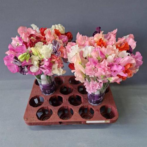 Lathyrus odoratus (Spencer Grp) Parfum gemengd in bos