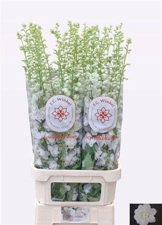 Delphinium Elatum Grp dubbelbloemig 'Aurora White'