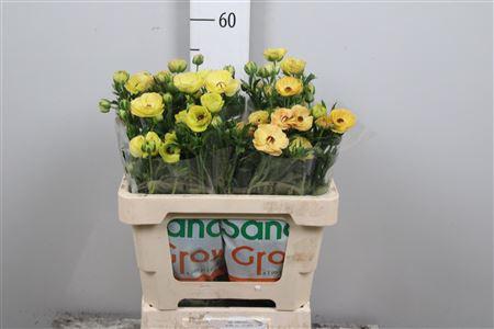 Ranunculus cortusifolius Magical Caramel