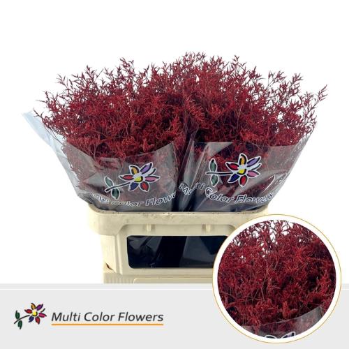 Limonium overig kleurbehandeld H%