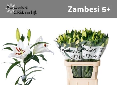 Lilium Oriental x Trumpet Grp 'Zambesi'