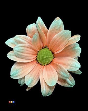 Chrysanthemum Indicum Grp tros kas kleurbehandeld H%