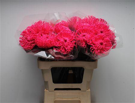 Leucospermum cordifolium overig