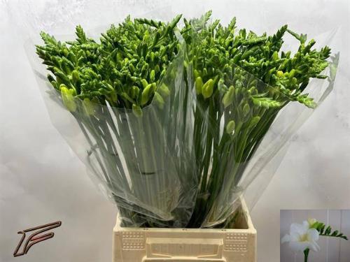 Freesia enkelbloemig 'Ambiance'