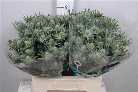 Eryngium Sirius Questar
