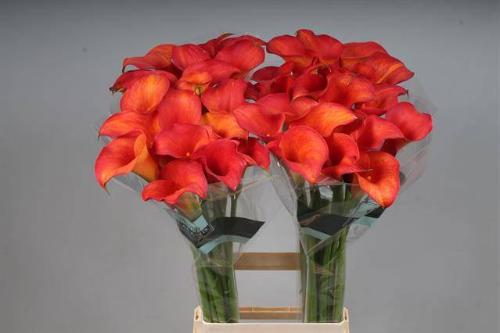 Zantedeschia 'Callista'