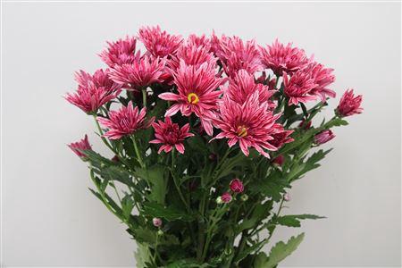 Chrysanthemum Indicum Grp tros kas Stellini