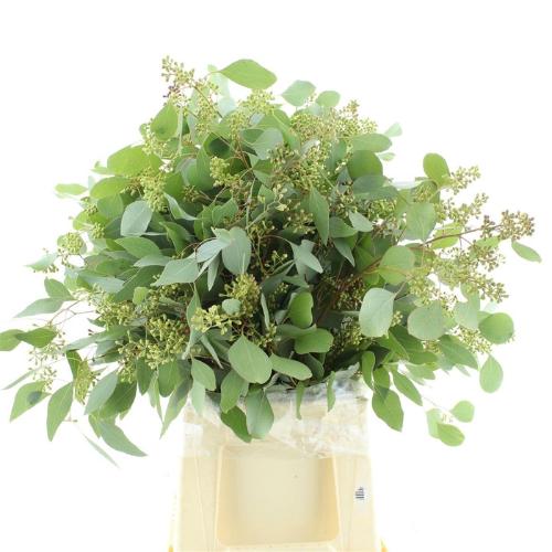 Eucalyptus per bos polyanthemos (fruit)