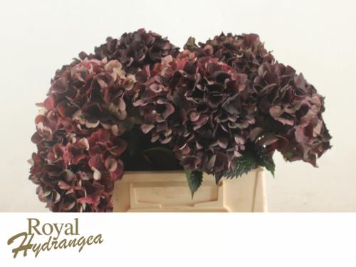 Hydrangea macrophylla Magical Dark Ruby (classic)