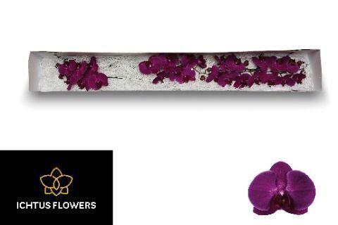 Phalaenopsis per bloem Anthura Stellenbosch