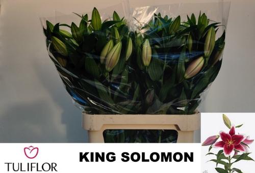 Lilium (Oriental Grp) 'King Solomon'