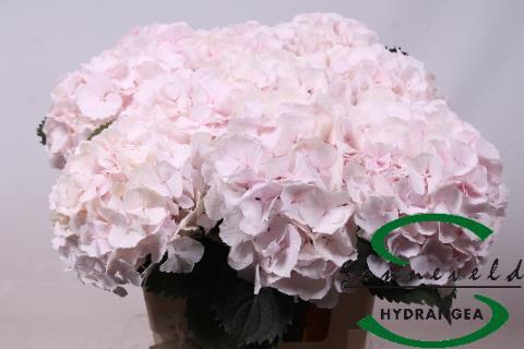 Hydrangea macrophylla 'Sweet Verena'